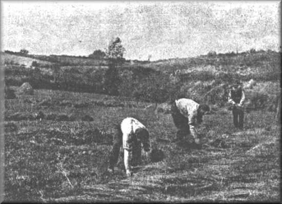 spreadingtheflax.jpg (29905 bytes)