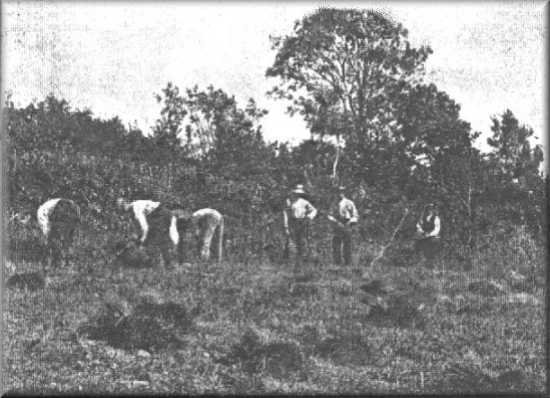 theflaxindustry.jpg (28815 bytes)